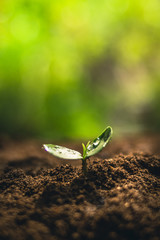 Fresh Sapling young plant on the soil nature  background