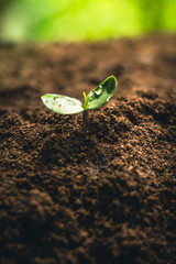 Fresh Sapling young plant on the soil nature  background