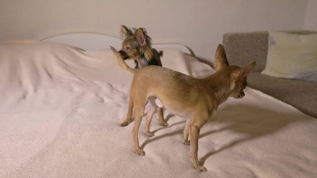 Two male toy terrer play sex game. Humping dog. Humpy toy terrier. The one male tries to dominate the other.