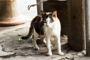 Fototapeta premium see me