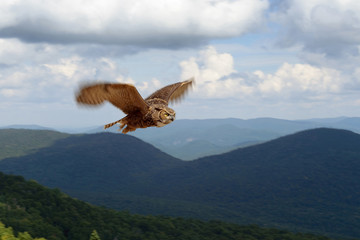 Fototapeta na wymiar Great horned owl in flight