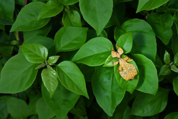 Leaf Insect on nature background.
