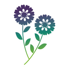 two flowers decorative spring image vector illustration gradient color design