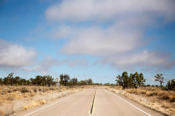 A highway curving between a forest of joshua trees in the Mojave National Park in a spring time...