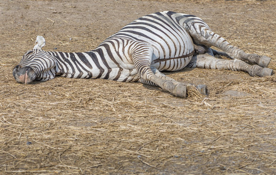 Fototapeta Zebra sleepig on ground