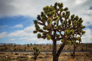 A dominate joshua tree in the foreground with small ones behind it beside a railroad track in the Mojave National Park desert