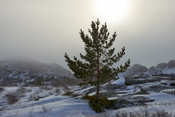 Pines growing on rocks in winter. A view of the mountains in Bayanaul National Park. Bayanaul National Park is a national park of Kazakhstan, located in southeastern Pavlodar province.