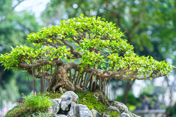 Green bonsai tree in a pot plant in the shape of the stem is shaped artisans create beautiful art in nature