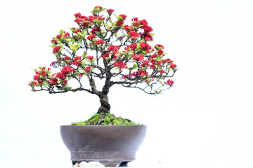 Green old bonsai tree isolated on white background in a pot plant in the shape of the stem is shaped artisans create beautiful art in nature.