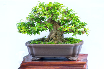 Green old bonsai tree isolated on white background in a pot plant in the shape of the stem is shaped artisans create beautiful art in nature.