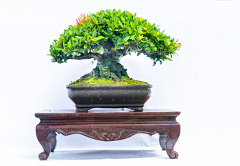 Green old bonsai tree isolated on white background in a pot plant in the shape of the stem is shaped artisans create beautiful art in nature.