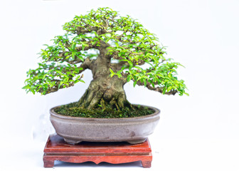 Green old bonsai tree isolated on white background in a pot plant in the shape of the stem is shaped artisans create beautiful art in nature.