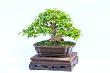 Green old bonsai tree isolated on white background in a pot plant in the shape of the stem is shaped artisans create beautiful art in nature.