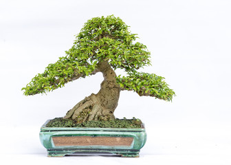 Fototapeta premium Green old bonsai tree isolated on white background in a pot plant in the shape of the stem is shaped artisans create beautiful art in nature.