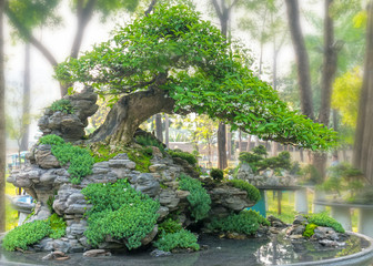 Green bonsai tree in a pot plant in the shape of the stem is shaped artisans create beautiful art...