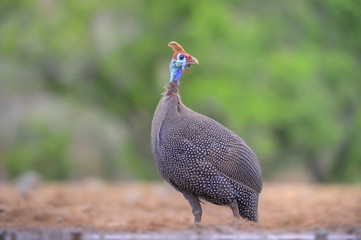  GUINEAFOWL (Numida meleagris)