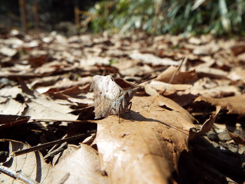 テングチョウ butterfly