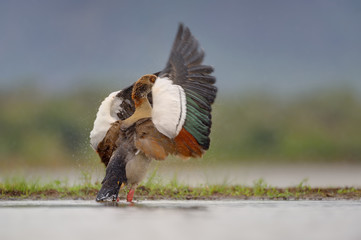 EGYPTIAN GOOSE (Alopochen aegyptiacus)