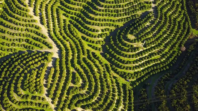 Aerial view of orange tree groves on hills
