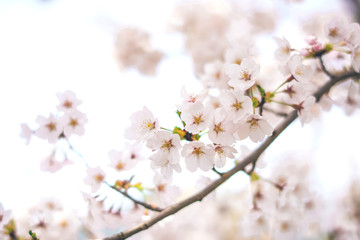 mt.Fuji in kawaguchiko lake,Kawaguchiko lake of Japan,Mount Fuji, Kawaguchi Lake, Japan,with,Spring Cherry blossoms, pink flowers,Cherry blossoms or Sakura and Mountain Fuji at the river in morning