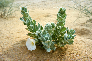 Convolvulus persicus white flower growing on the shore of the Caspian Sea. Convolvulus  is a genus...