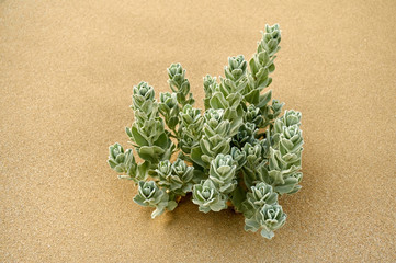 Convolvulus persicus white flower growing on the shore of the Caspian Sea. Convolvulus  is a genus of about 200 to 250 species of flowering plants in the bindweed family Convolvulaceae