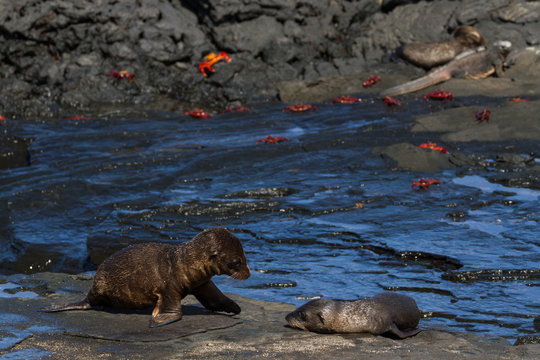 Galapagos Sea Lions (Zalophus wollebaeki) pups on lava rocks, Santiago Island, Galapagos Islands