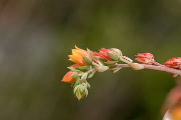 Miniature Cactus Flower