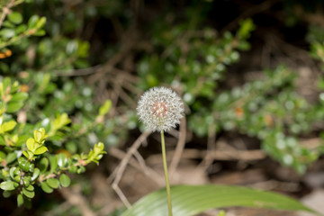 Dandelion Flower