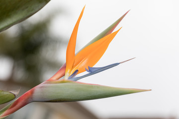bird of paradise flower