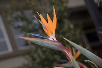 bird of paradise flower