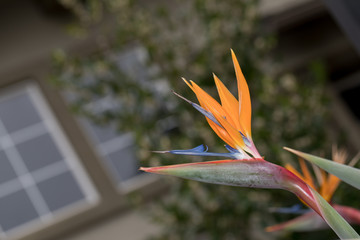 bird of paradise flower