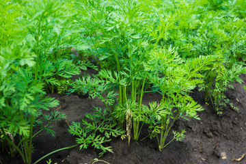 Carrots growing in the garden. Selective focus.