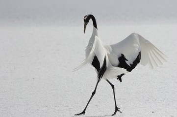 Beauty, Japanese Crane　丹頂鶴