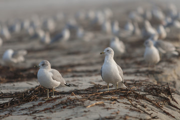 Seagulls resting at the beach