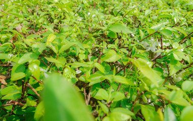 green plant leaf isolated or for background.