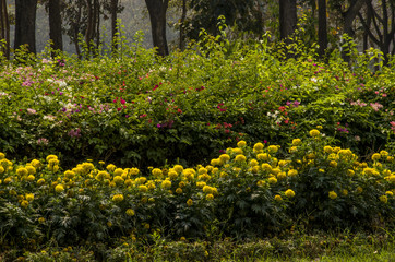 Beautiful Of White,Pink  Plumaria, Frungipani Flowers Blooming Outdoors.
