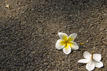 Beautiful Of White,Pink  Plumaria, Frungipani Flowers Blooming Outdoors.