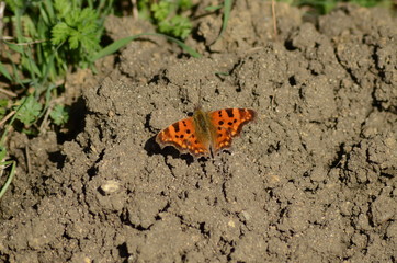 butterfly