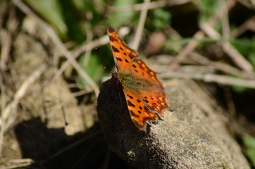 Obraz premium butterfly