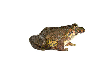 Frog Separated from the white floor.