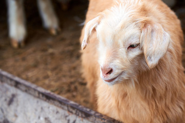 Fototapeta premium Goatling. The domestic goat (Capra aegagrus hircus). The domestic goat is a subspecies of goat domesticated from the wild goat of southwest Asia and Eastern Europe.