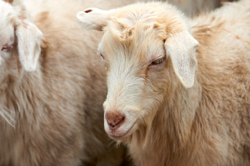 Goatling. The domestic goat (Capra aegagrus hircus). The domestic goat  is a subspecies of goat domesticated from the wild goat of southwest Asia and Eastern Europe.