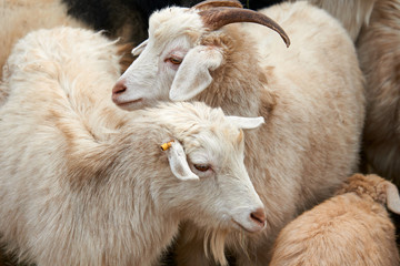 Goatling. The domestic goat (Capra aegagrus hircus). The domestic goat  is a subspecies of goat domesticated from the wild goat of southwest Asia and Eastern Europe.