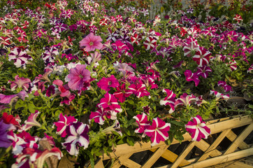 Beautiful Of  Pink,Purple,Red and White Petunia Flowers Blooming Outdoors.