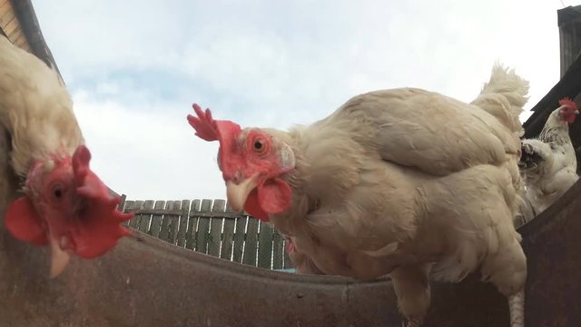 Chickens in the hen house eat food. Extreme shooting on the action camera which lies right in the bowl with food. Lovely chickens look directly into the camera.