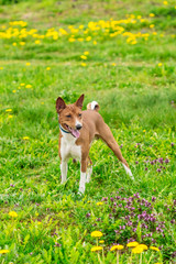 Basenji dog of brown color on a green field