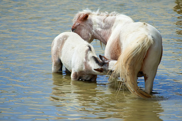 Horses on the pond. The horse is one of two extant subspecies of Equus ferus. It is  ungulate mammal belonging to the taxonomic family Equidae.