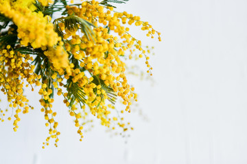 branch of a Mimosa on a light background, copyspace for your text: greeting card, blank, mockup, background for greetings on mother's day, international women's day