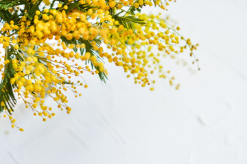 branch of a Mimosa on a light background, copyspace for your text: greeting card, blank, mockup, background for greetings on mother's day, international women's day